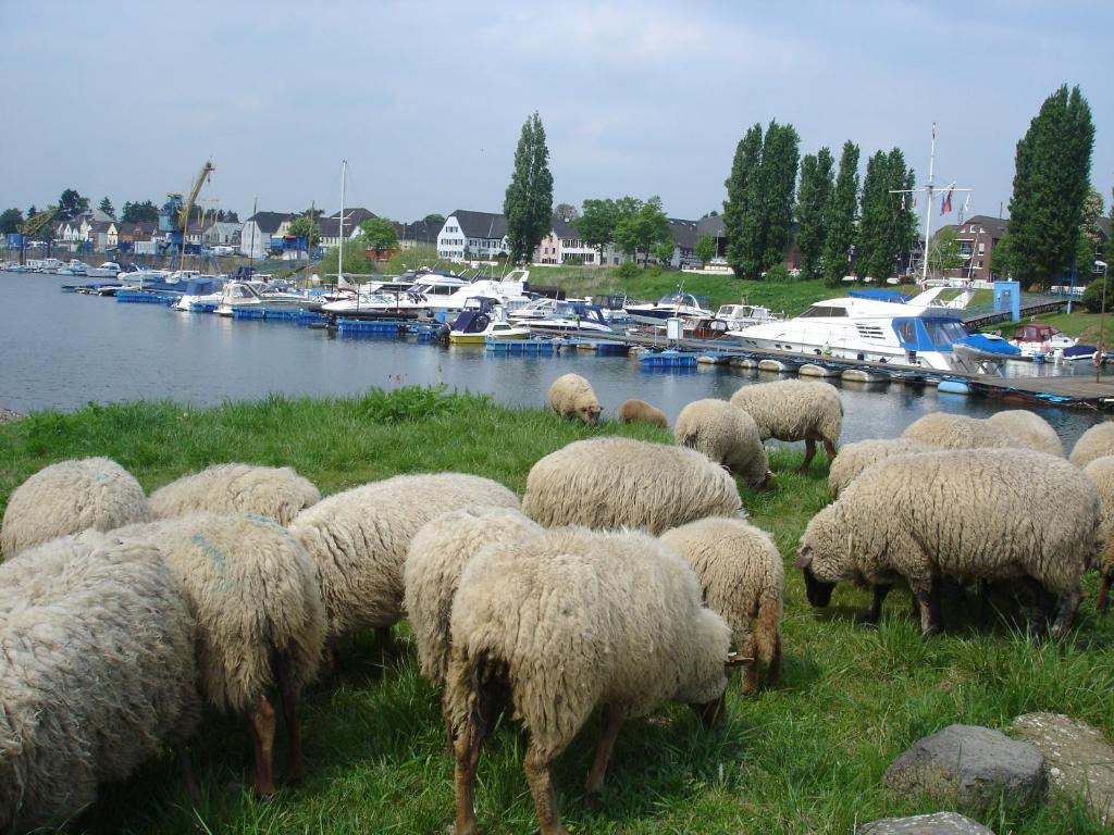 Rhein River Guesthouse - Direkt Am Rhein 勒沃库森 外观 照片