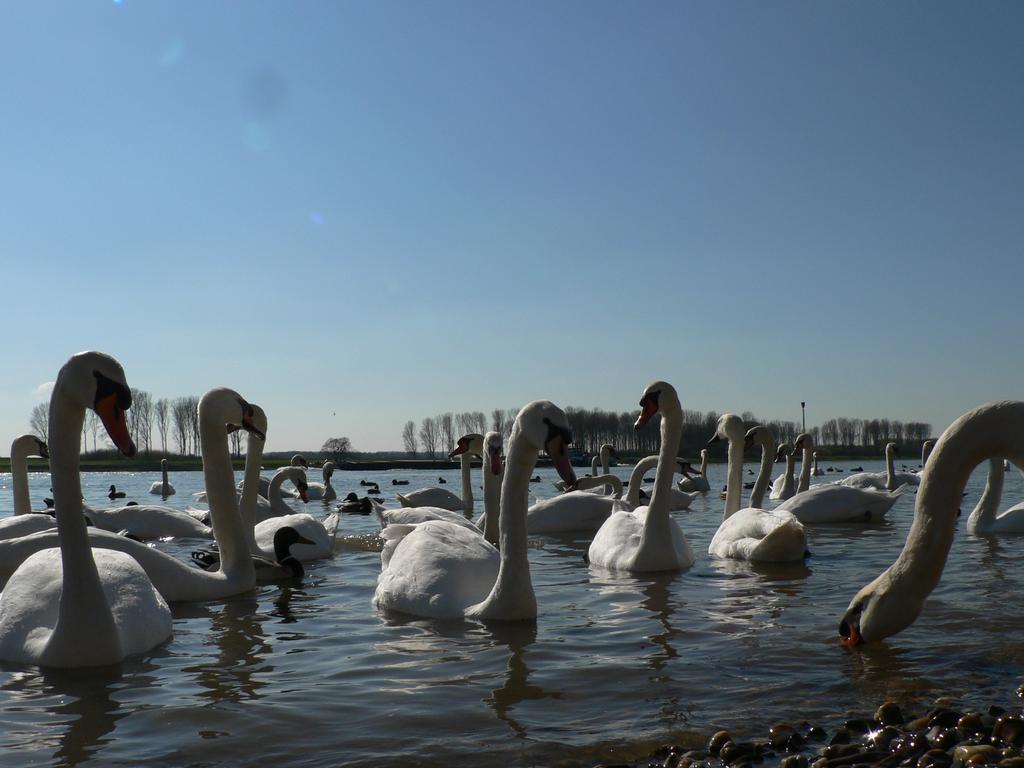 Rhein River Guesthouse - Direkt Am Rhein 勒沃库森 外观 照片